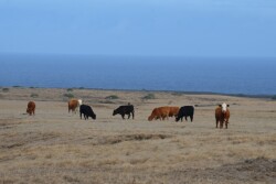 BT_Hawaii_Drought_Cattle
