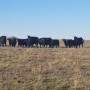 Cows on dry pasture