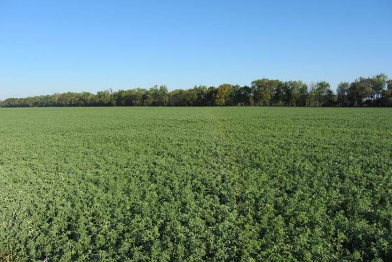 Alfalfa-production-in-North-Florida
