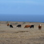 BT_Hawaii_Drought_Cattle