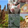 What will the next decade hold for your farm? What factors should you use to weigh investments or crop planning?  Here are five trends and data sets to ponder from USDA's latest Agricultural Baseline Projections.