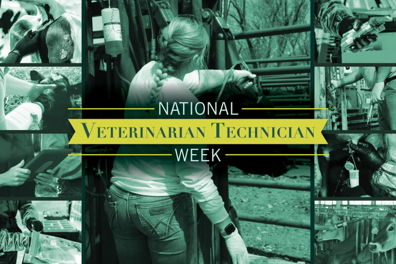 When Is Rvt Week How Certified Veterinary Technicians Can Strengthen Your Cattle ...