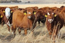 Red Baldie Heifers