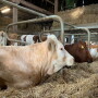 Beef cows