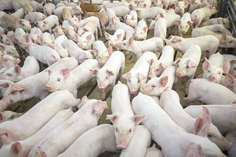 Pigs