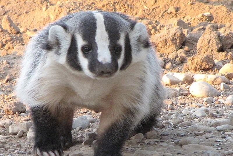An Alberta, Canada, rancher rescued a missing calf that had slipped into a badger hole in one his pastures. 