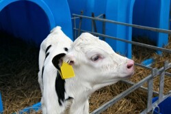 Holstein calf