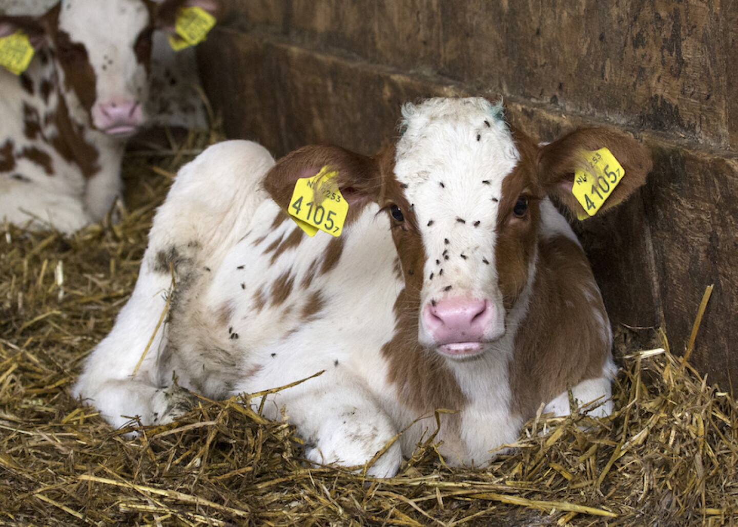 Calf hutches and barns are a perfect breeding ground for summer flies, but it doesn’t have to be that way. 