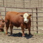 UNL steer