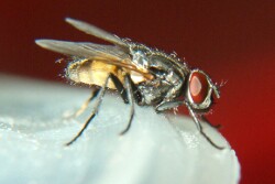 Flies