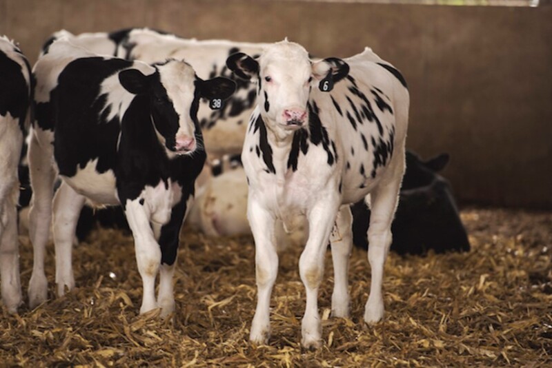 Dairy calves in a barn