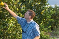 Citrus Greening
