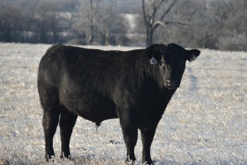 BT_Angus_Bull_Winter