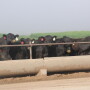Whichever way you look at it, increasing the opportunity for profit or decreasing the risk for loss, having an advanced genetic “scouting report” on feeders has value.  
