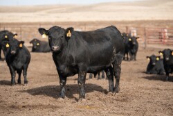 Angus steer