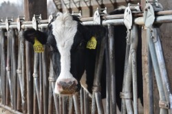 Holstein