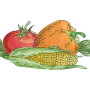 Graphic courtesy Pennsylvania Vegetable Marketing & Research Program