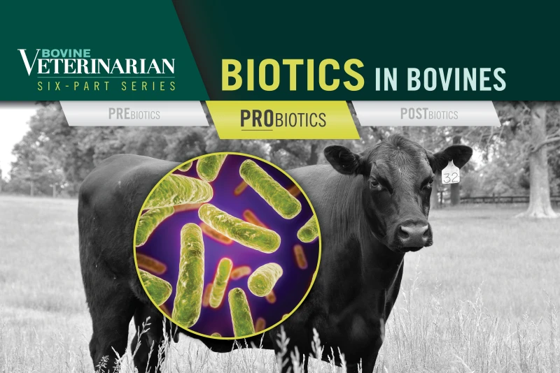 Biotics in Bovines: Probiotic Applications for Beef Cattle
