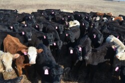 BT_Stocker_Cattle