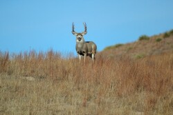 Mule Deer - by Troy Walz