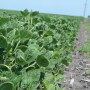 Alleged dicamba drift damaged an estimated 3.1 million acres in 2017.