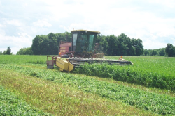 Hay_mowing