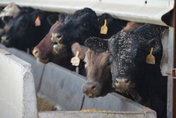 When it comes to feeder cattle prices, 2014 was a year to remember. What if we apply those prices to today's cattle feeding scenario? How would margins fair?