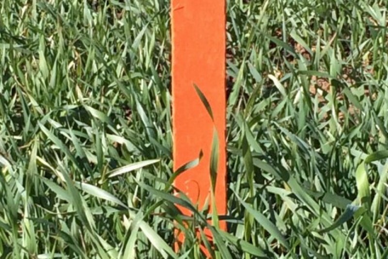 Santa-Rosa-Rye