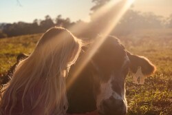 Melinda the cow