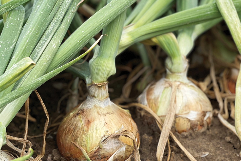 Snake River Produce onions