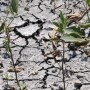 Drought