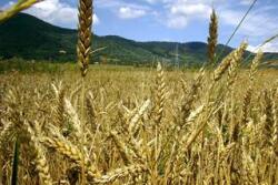 wheat