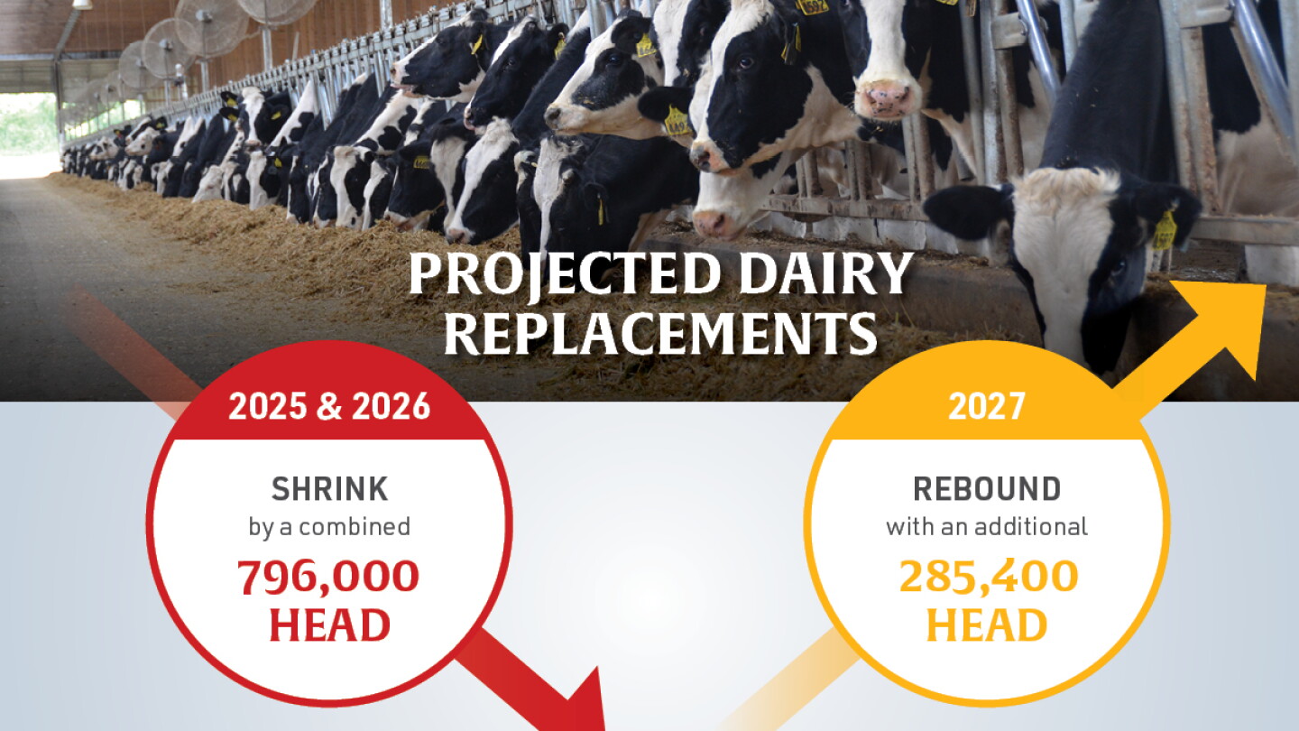 The $4,000 Heifer: Why Beef-on-Dairy is Driving Record Replacement Prices