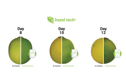 hazel lime