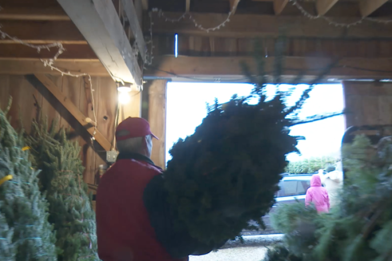 Dulls Tree Farm