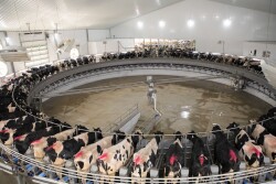 Phil Plourd anticipates the feed situation to remain volatile and generally expensive over the medium-term, if not longer.