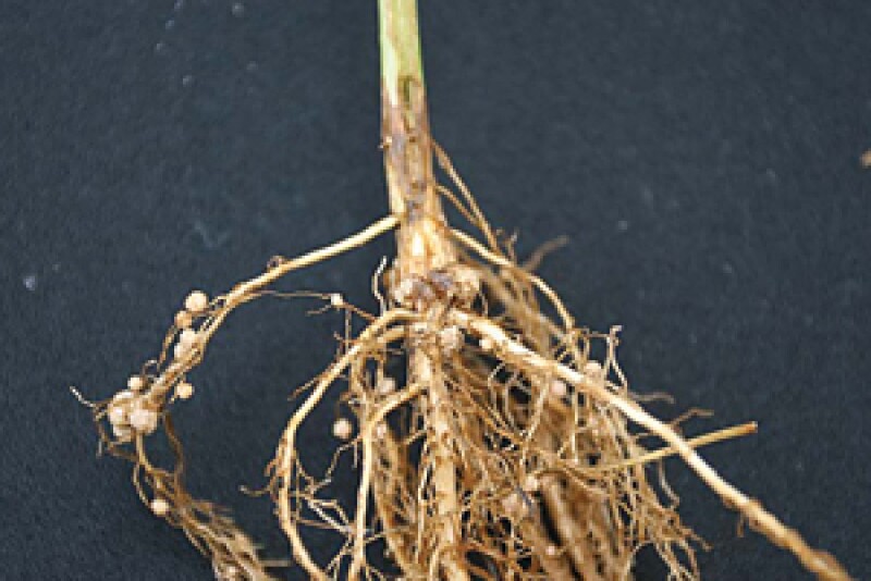 nodules on soybeans