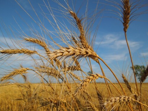 wheat_in_the_field.jpg