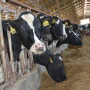 Cows have special needs during the last three weeks of gestation.