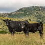 Angus cow-calf