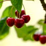 cherries