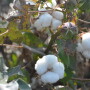 Cotton is a staple in West Texas, but thanks to research at Texas Tech University, researchers are digging into a new demand by turning the plant into bioplastic. 