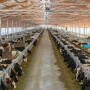 Cows at a Danone-backed farm in Russia’s Tyumen region.