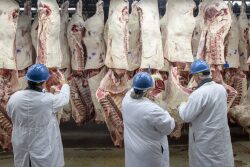 meat packer