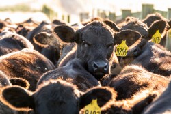 Angus calves