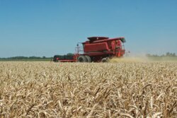wheat yields