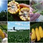 OH_crop_tour_collage
