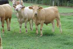 Grazing Bermuda