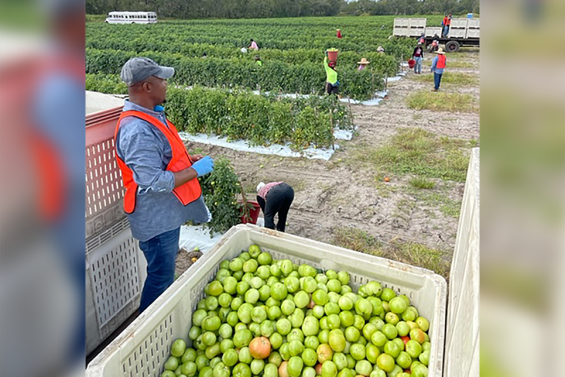 Workers harvest tomatoes for West Coast Tomatoes, Palmetto, Fla.