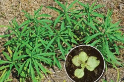 Marestail